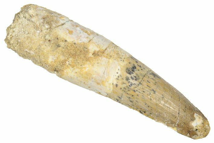 Fossil Spinosaurus Tooth - Real Dinosaur Tooth #331318